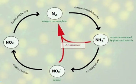 厭氧氨氧化反應原理（厭氧氨氧化是什么意思）